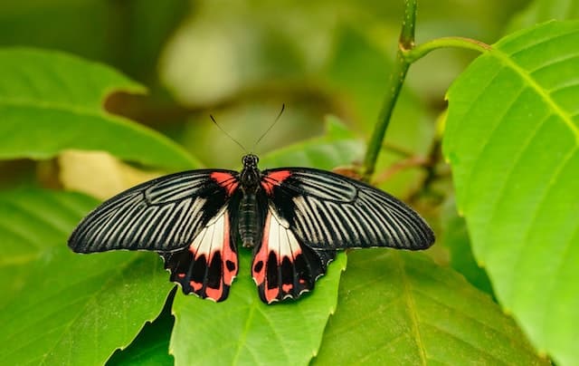 Self-induced Dark Night - stage 5 - transformation - photo of a black, red, and yellow butterfly on a bright green leaf.