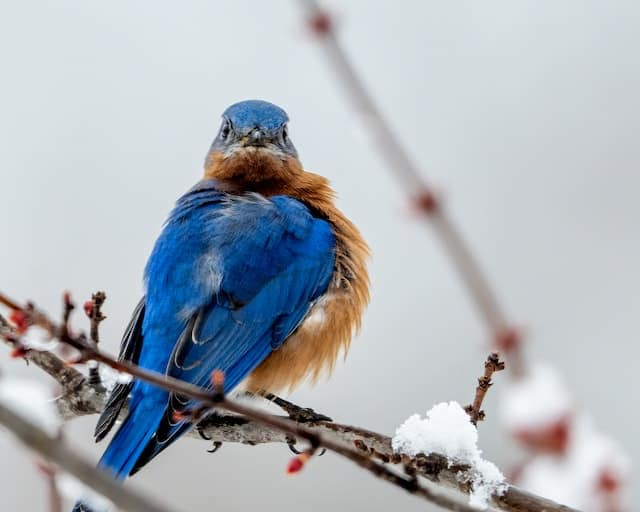 Bluebird with its feathers fluffed up.
