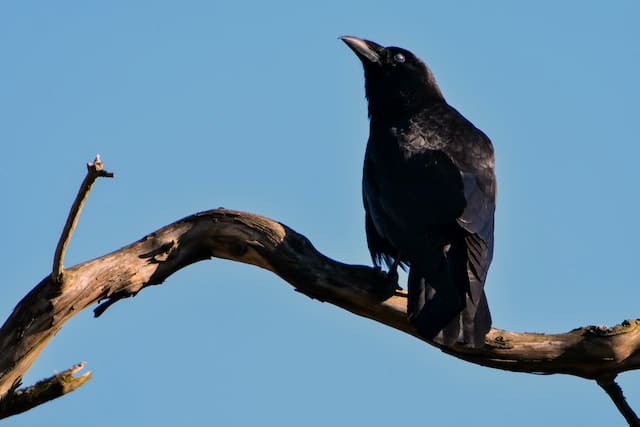A crow on a branch of a tree.