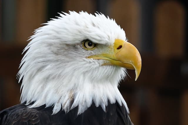A close-up of an eagle's head.