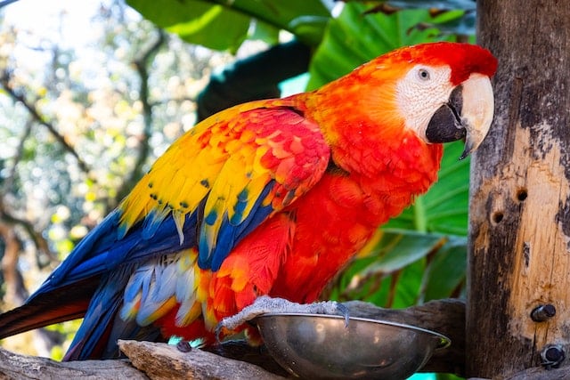 A brightly coloured parrot.