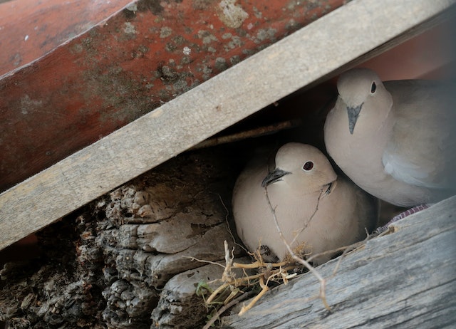 Spiritual meaning of birds - two doves in a nesting box.