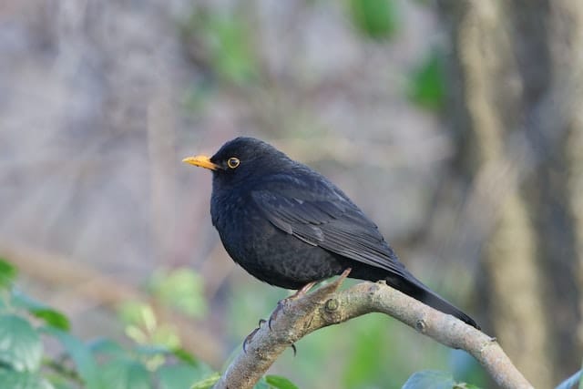 A blackbird on a branch.