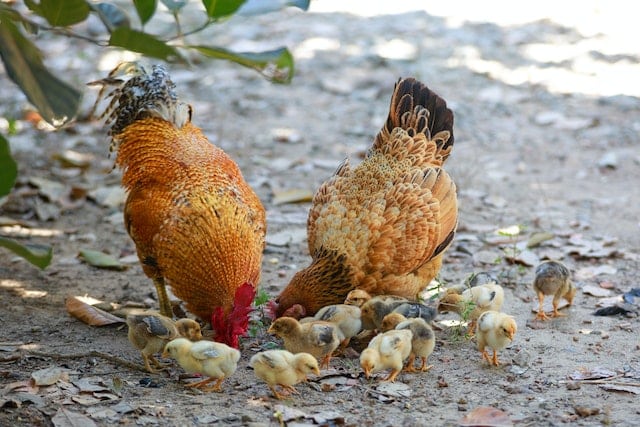 Two chickens with some chicks.