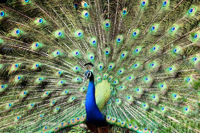 A male peacock with its tail fanned out.