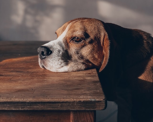 Sad dog with his head on a table.