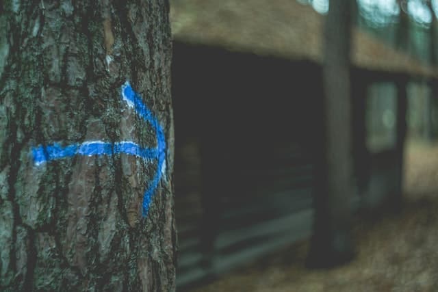 A blue arrow painted on a tree.