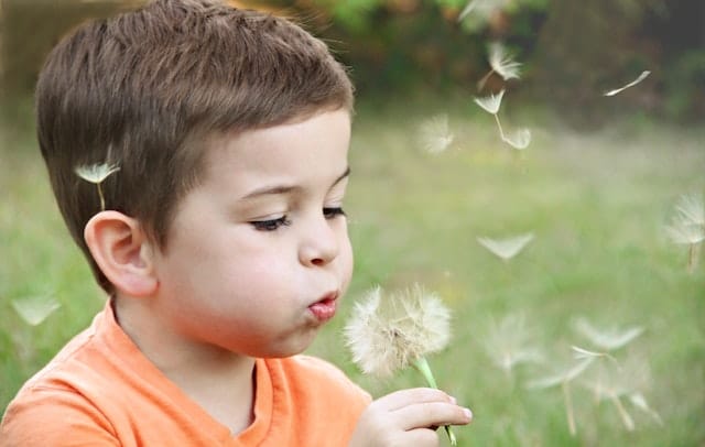 A young boy blowing a dandelion clock.