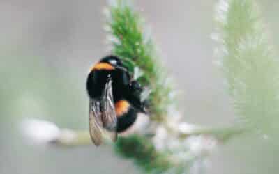 Discover the Spiritual Meaning of a Bumblebee: the Ultimate Guide