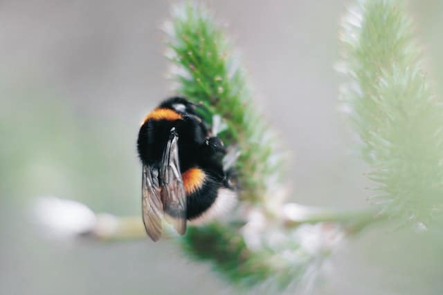 The spiritual meaning of a bumblebee: close up of a bee on a green plant.