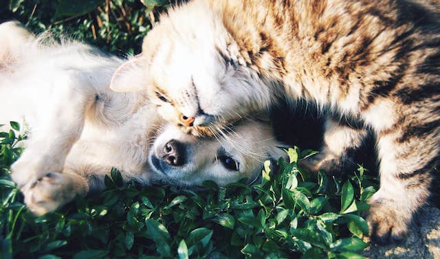Do animals have souls? Cat and dog cuddling outside on green grass.