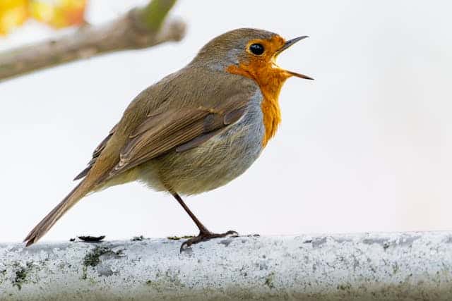 Spiritual meaning of birds: robin signs: robin on a branch chirping with its beak open.