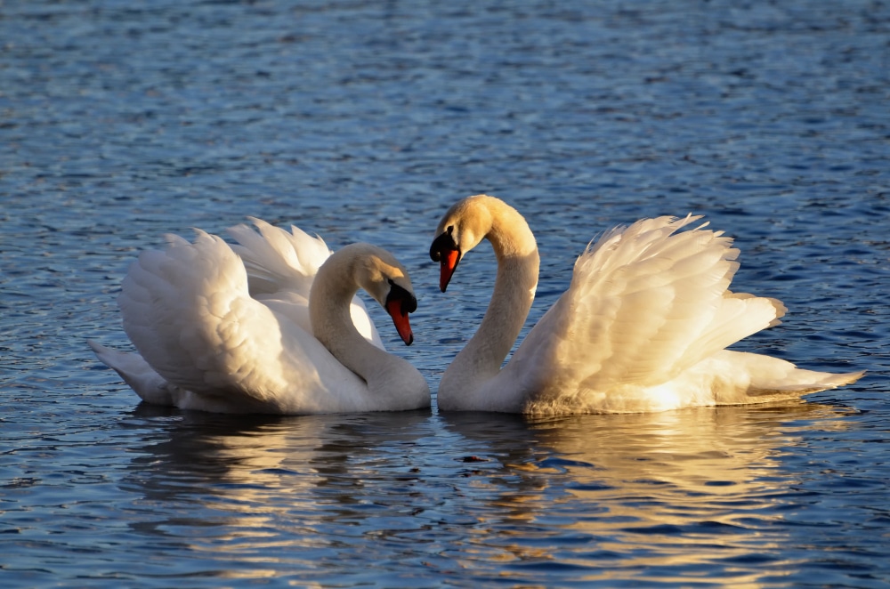 Spiritual meaning of birds: swan symbols: two swans making a heart symbol by putting their heads together.